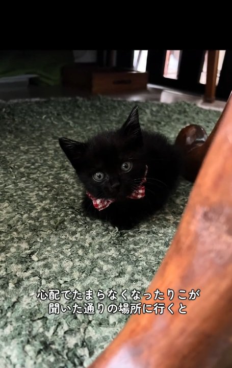 アスファルトの上にいる黒猫