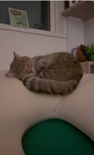 クッションの上にいる猫