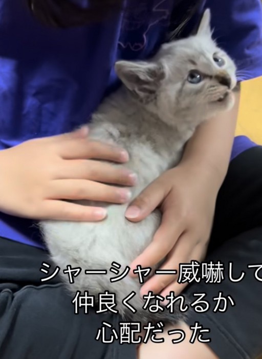「シャーシャー威嚇して...」のテロップ写真
