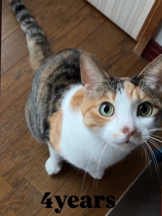 見上げる成猫