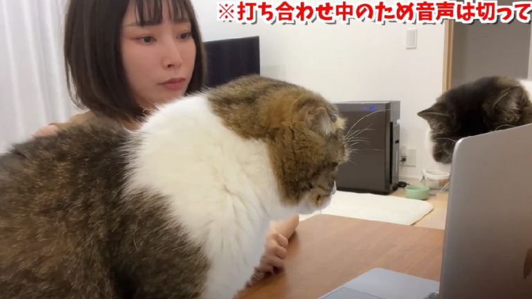 デスクの上にいる猫たち