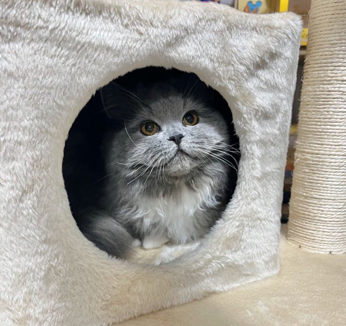 キャットハウスから見上げる猫