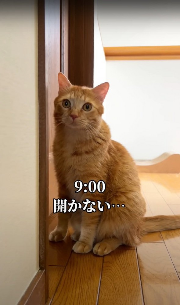 ドアの前で待つ猫