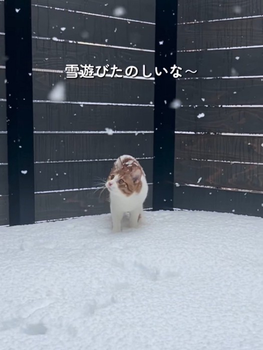雪の上にいる猫