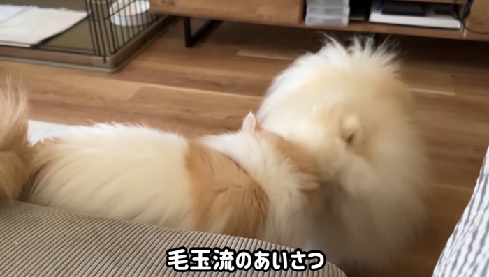 毛玉流のあいさつ