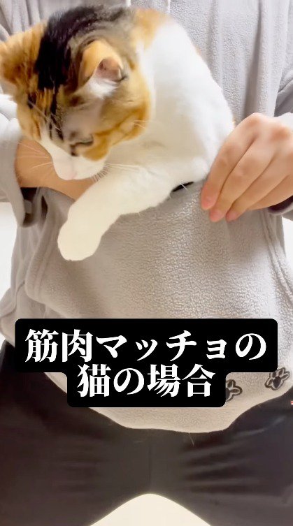 飼い主の腹部のポケットに入れられる三毛猫