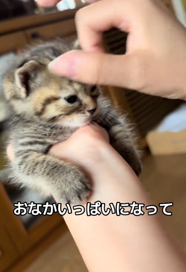 眠そうなツナちゃん