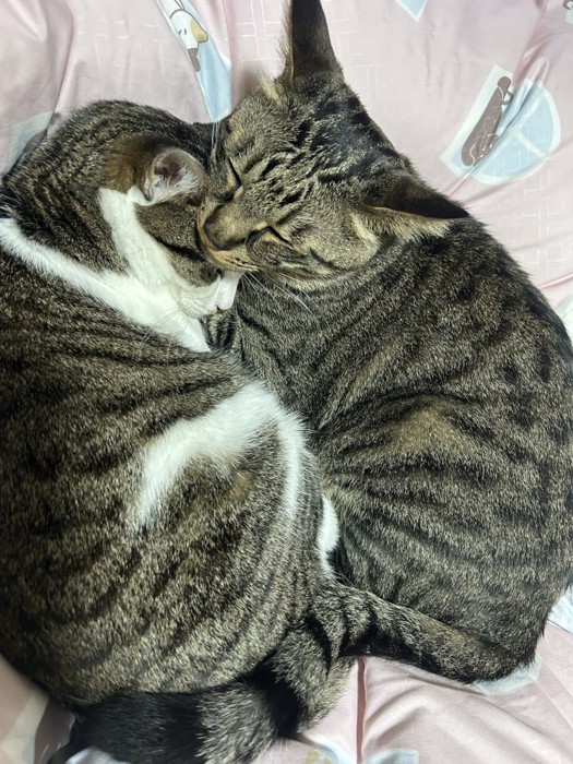 向かい合って眠る2匹の猫（キジトラの頭が上）
