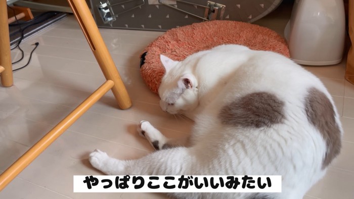 くつろぐ猫