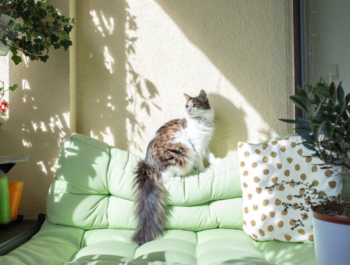 直射日光に当たる猫