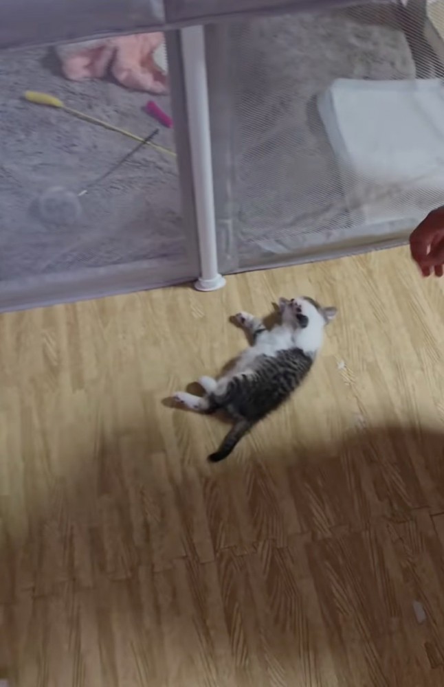 寝落ちしている赤ちゃん猫