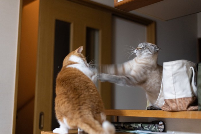 猫パンチする猫