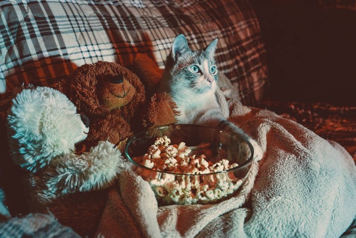 ぬいぐるみとともにテレビ視聴中の猫