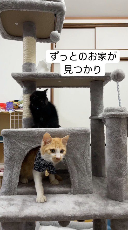 キャットタワーに上る猫