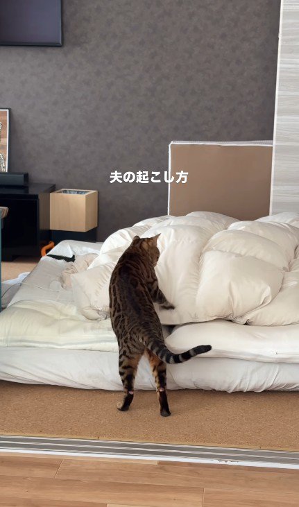 飼い主を起こしている猫