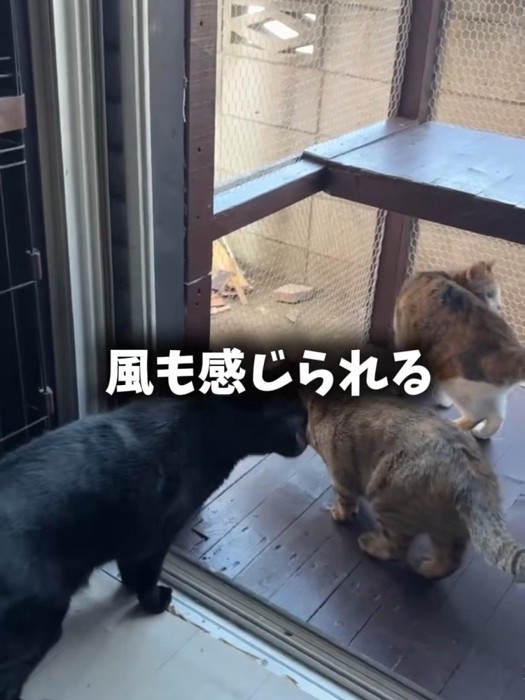 キャットテラスに向かう猫たち