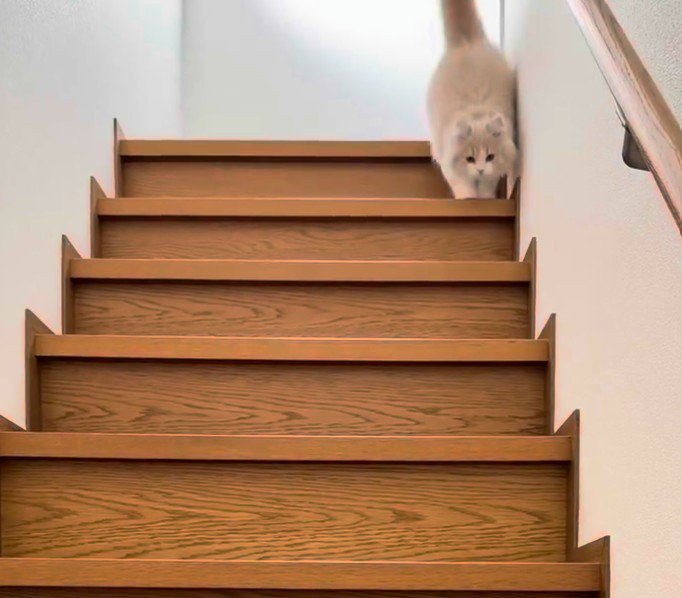 両足をそろえて階段を降りる猫1