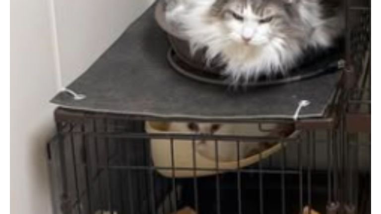 ケージにいる猫