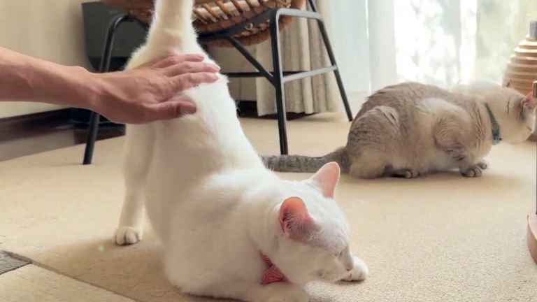 撫でられている猫