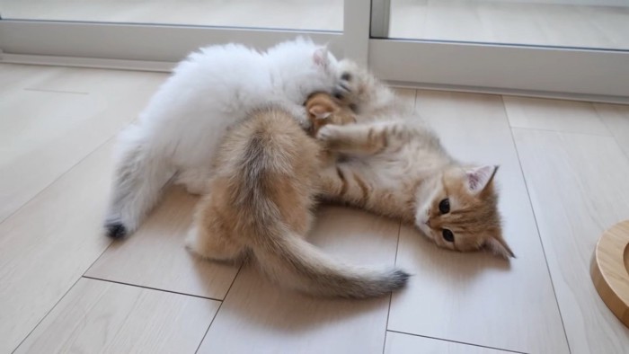 身を委ねることにした子猫