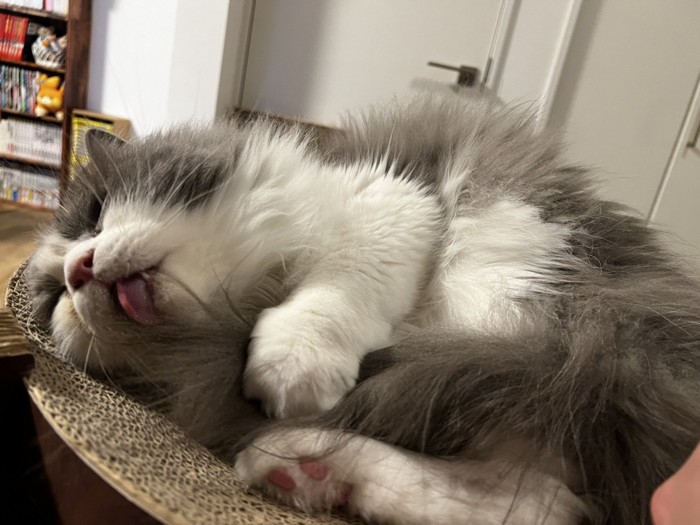 しっぽをなめる猫