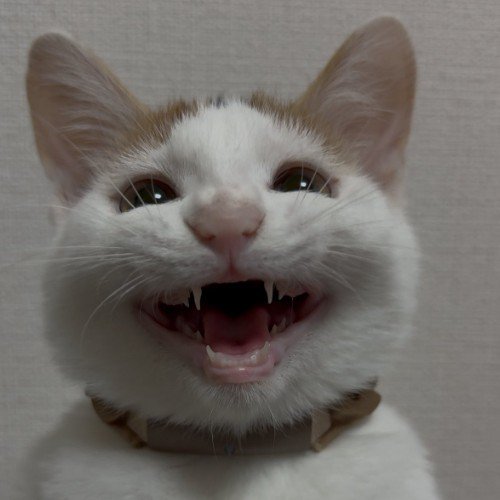 大きな口で笑う猫