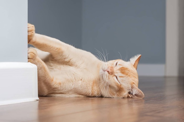 廊下に落ちている猫