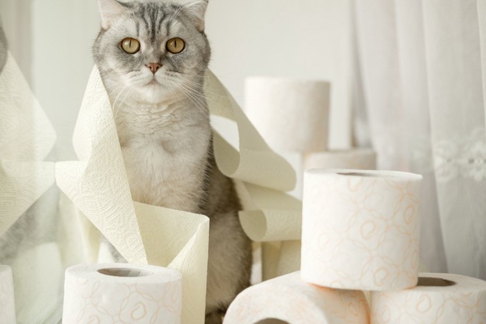 トイレットペーパーに囲まれる猫