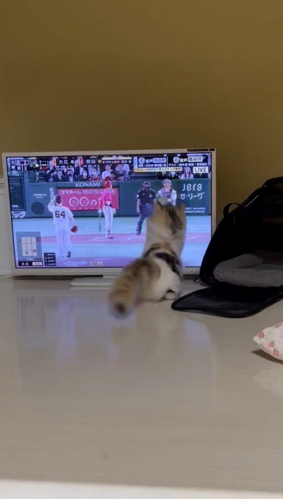 テレビに手を伸ばす猫2