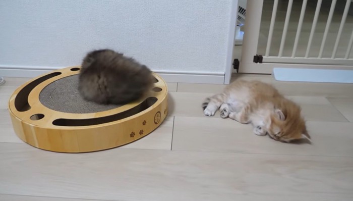 爪とぎで寝る猫