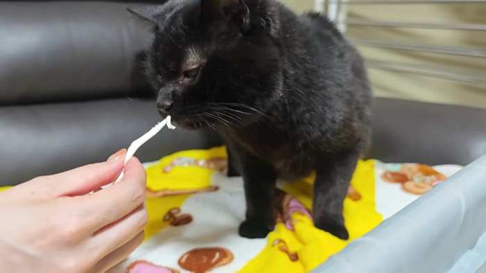 おやつのにおいを嗅ぐ猫