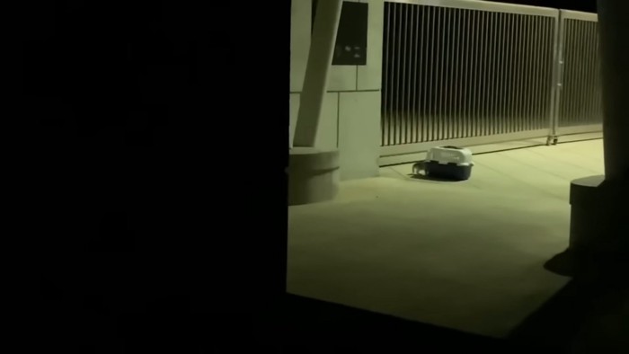 キャリーに入りそうな子猫