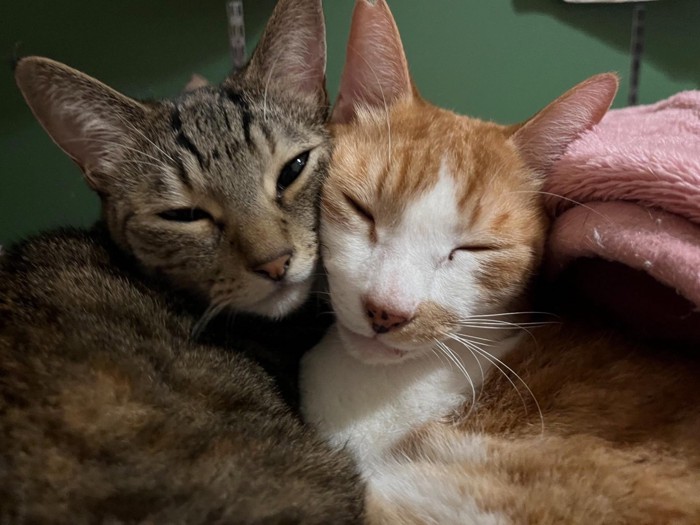 寄せ合う2匹の猫