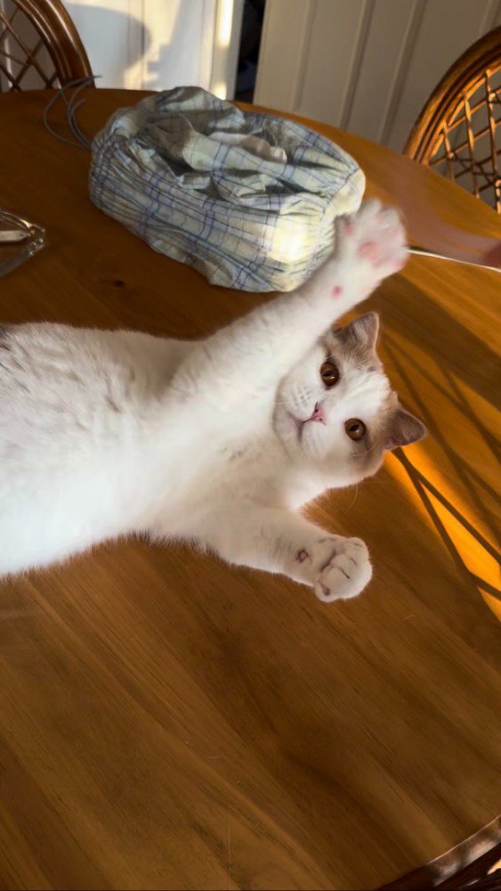 寝転がって前足を広げる猫