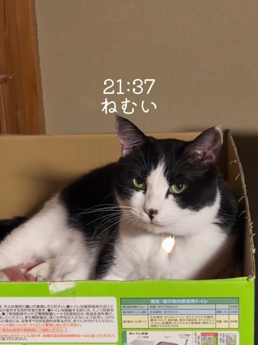 箱の中にいる猫