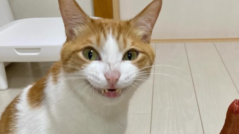 笑っているような猫の顔