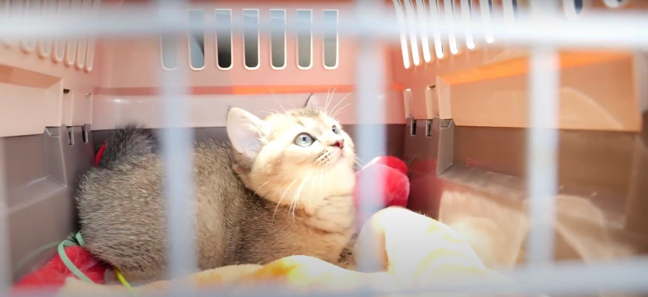 キャリーバッグの中の猫%『どこに行くのかニャ』