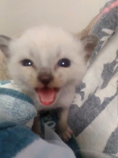 鳴いている子猫