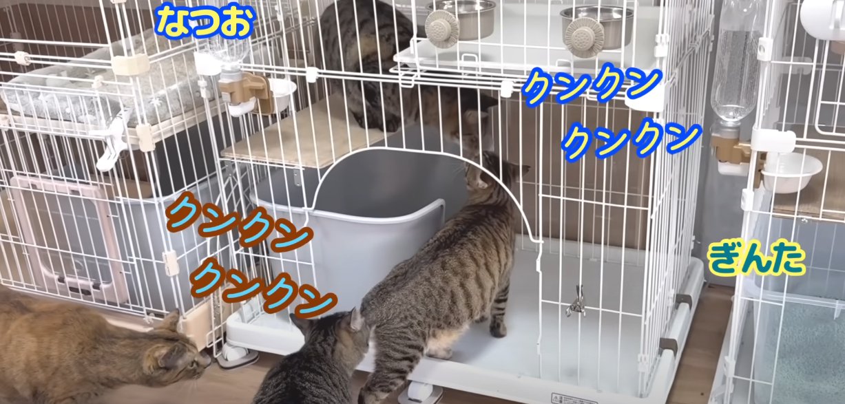 ケージの中と近くに猫4匹