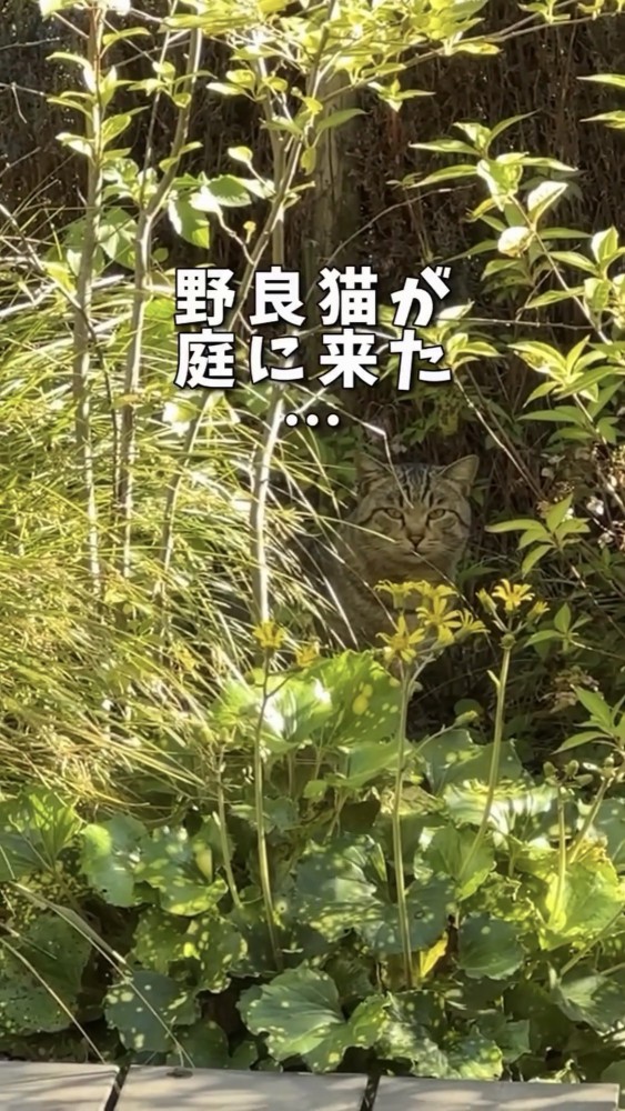 庭にいる猫