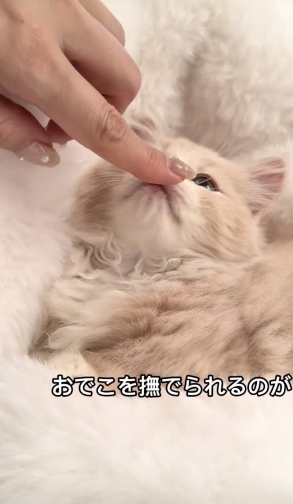 「おでこを撫でられるのが」のテロップ写真%%