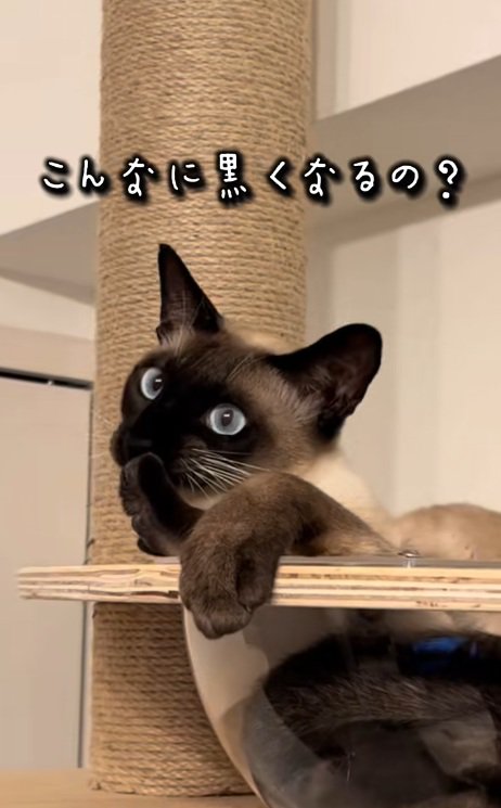 キャットタワーでくつろぐシャムネコ