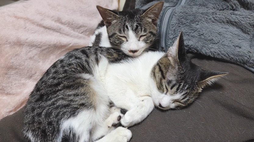 くっついて寝る2匹の子猫