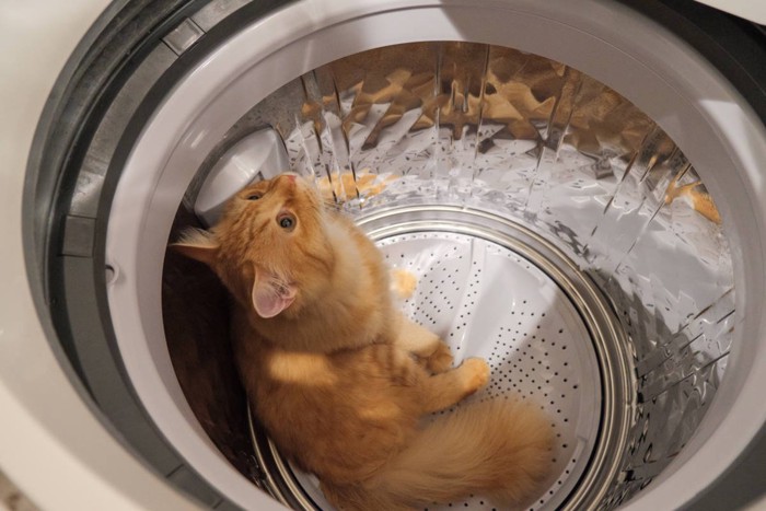 洗濯機で遊ぶ猫