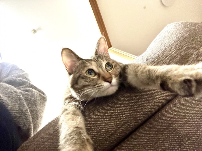 目を真ん丸にしていた猫