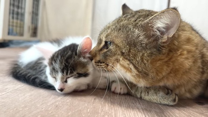 顔をつけるたこやきくん