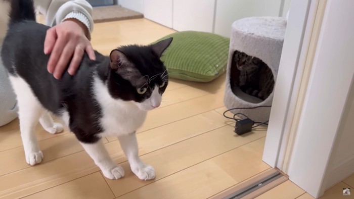 対して少し弱腰なかんちゃん