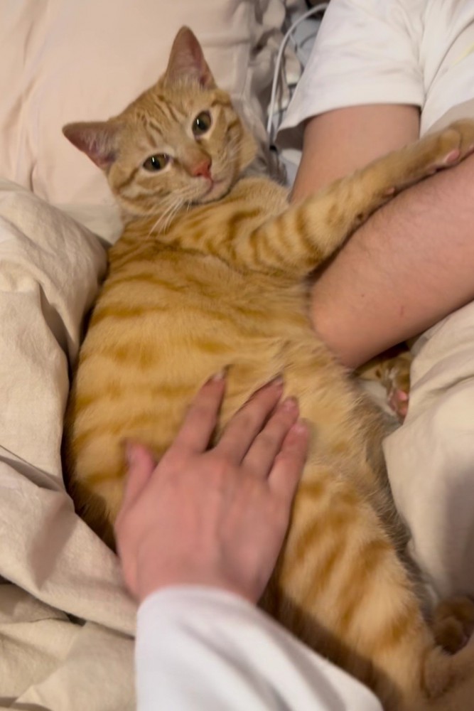 ママになでられる猫