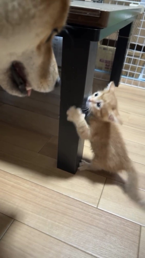 じゃれ合う子猫と犬