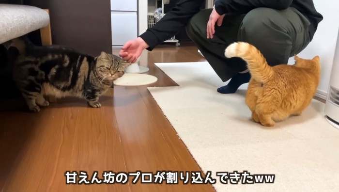 撫でられるブラウン系マンチカンとすり寄るレッド系マンチカン